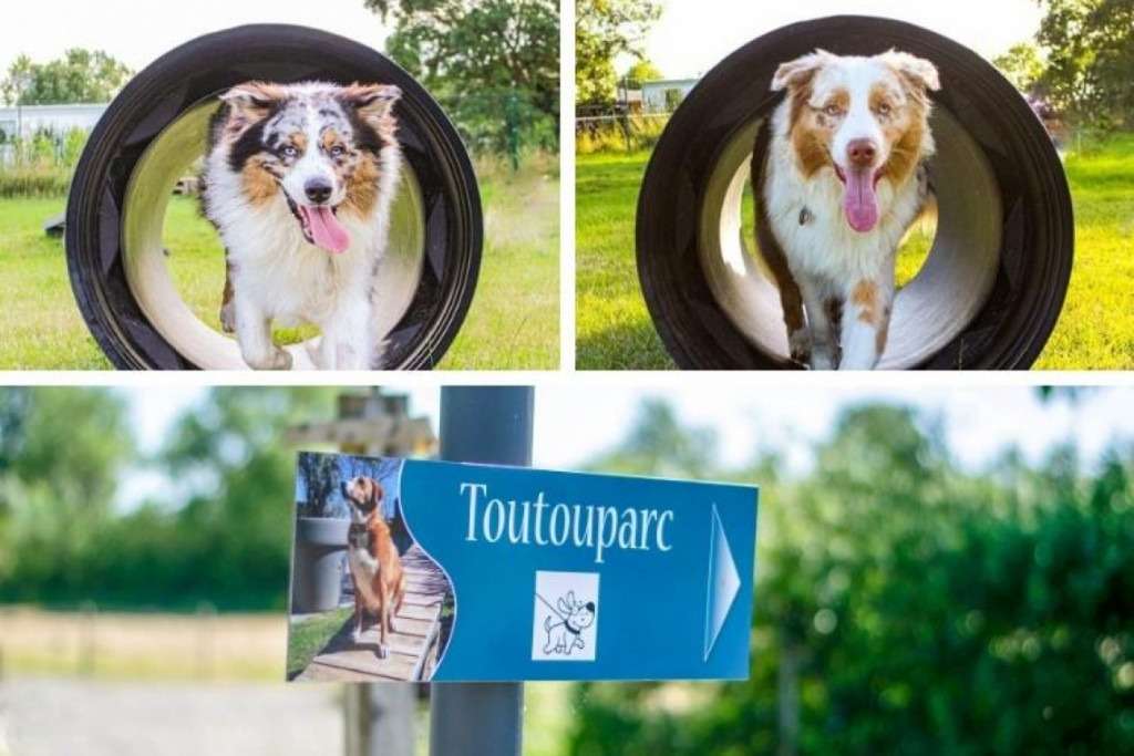 découvrez notre sélection de campings accueillant vos chiens pour des vacances en plein air réussies avec vos compagnons à quatre pattes.