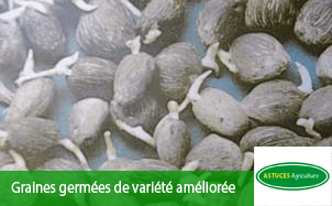 découvrez des astuces efficaces pour résoudre les mots fléchés sur le thème du palmier à huile et améliorez votre vocabulaire ludique.