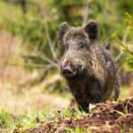 Tout savoir sur le sanglier turc : habitat, comportements et importance écologique