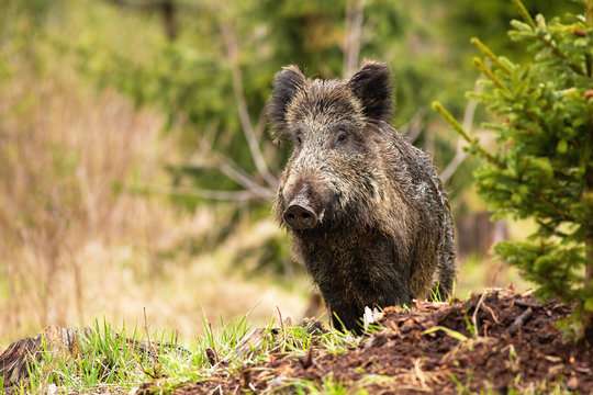 découvrez l'habitat naturel et les caractéristiques écologiques du sanglier turc, un animal fascinant de la faune sauvage.
