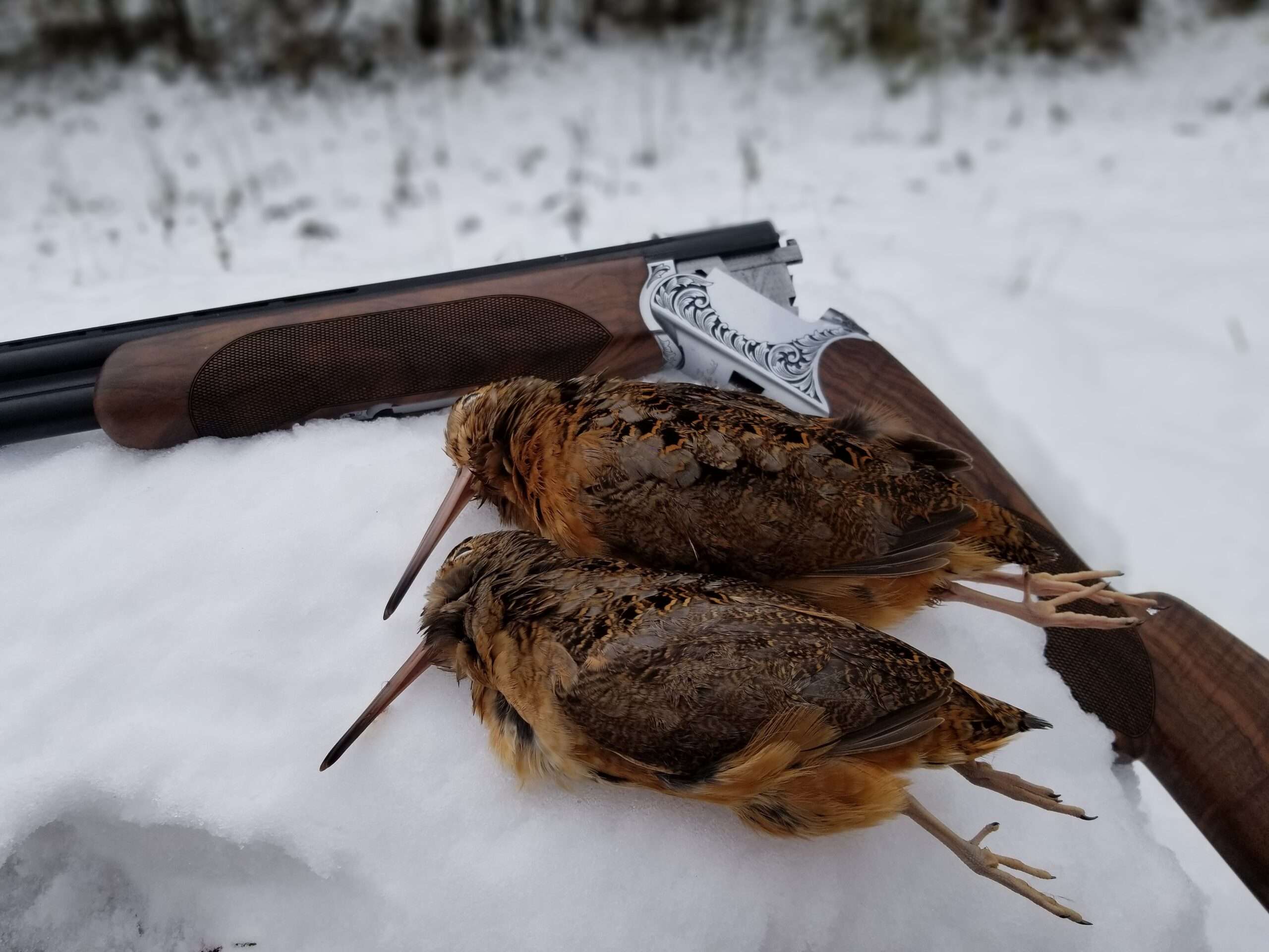 découvrez les techniques et conseils essentiels pour la chasse à la bécasse, une activité sportive passionnante alliant patience et précision.