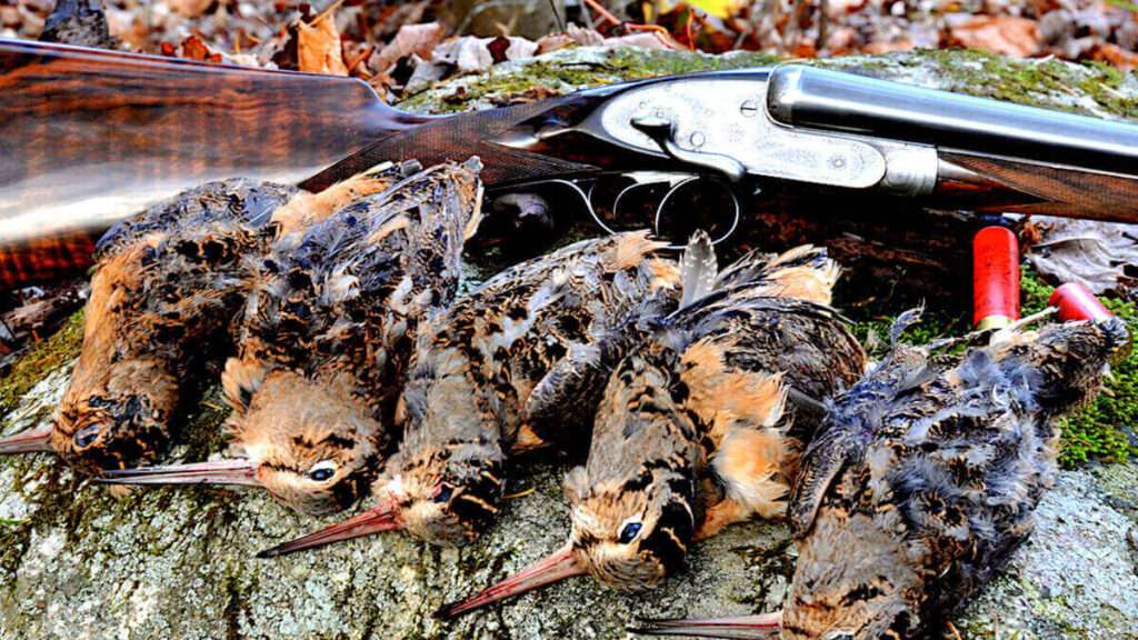 découvrez les techniques et conseils pour la chasse à la bécasse, une aventure passionnante pour les amateurs de nature et de tir sportif.